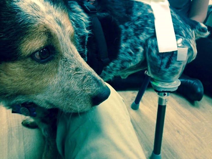 ‘Miracle’ Dog Exposes America’s Shameful Use Of Leghold Traps