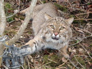 bobcat caught in steel-jaw leg-hold trap