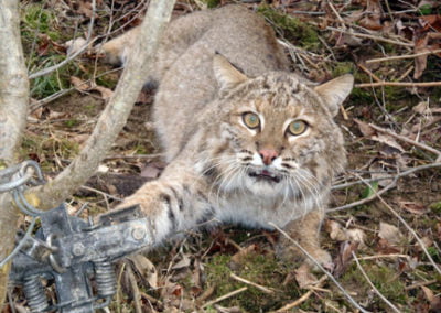 bobcat caught in steel-jaw leg-hold trap