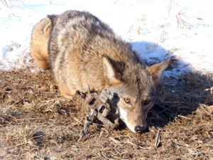 coyote caught in trap