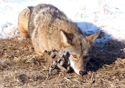 coyote caught in trap