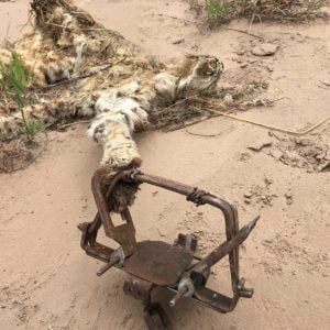 Bobcat killed by illegal, unchecked leg hold trap