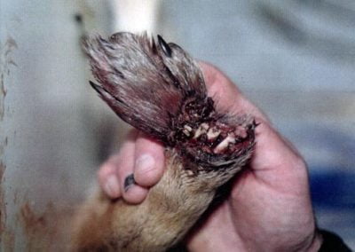 coyote extreme paw damage from trap