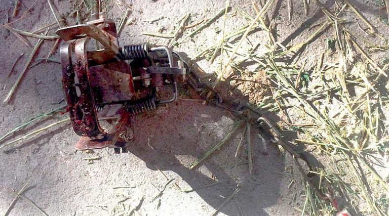steel jaw trap