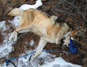 Endangered Mexican wolf that lost a limb due to injuries inflicted by a steel jaw leg hold trap