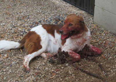 dog with trap injuries