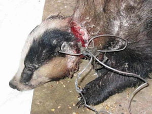 Badger caught in steel cable strangulation snare