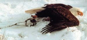 Bald eagle caught in steel jaw leg hold trap