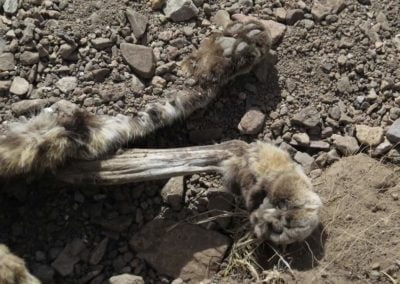 Carcass pile dumped by trapper