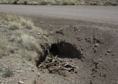 Carcass pile dumped by trapper