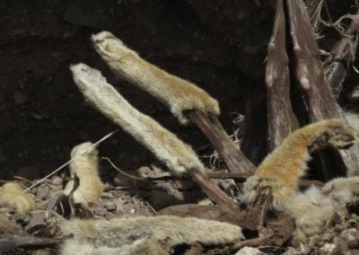 Carcass pile dumped by trapper