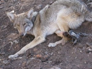 Coyote in trap with mangled leg