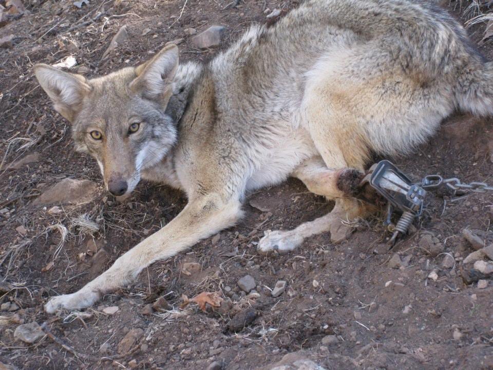 coyote traps