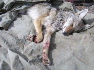Coyote with catastrophic trap injury