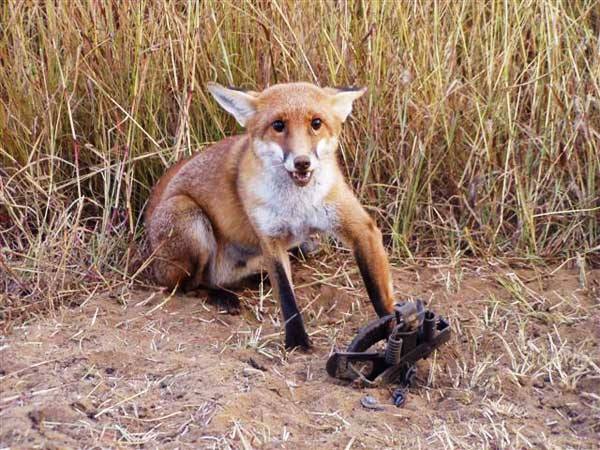 Archaic Fox Trap Has Fatal Results The Dodo, 40% OFF
