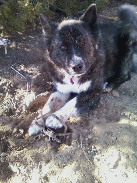 Dog loses leg after caught in trap, prompting renewed calls to ban trapping  - TrapFree New Mexico