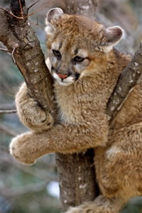 cougar cub