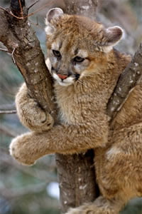 Animal Protection Groups Challenge Illegal Expansion of Cougar Trapping in New Mexico
