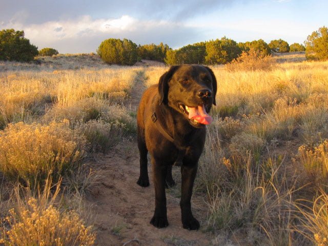 dog-trapped-Mar-11-2018--blm-land--near-Nambe