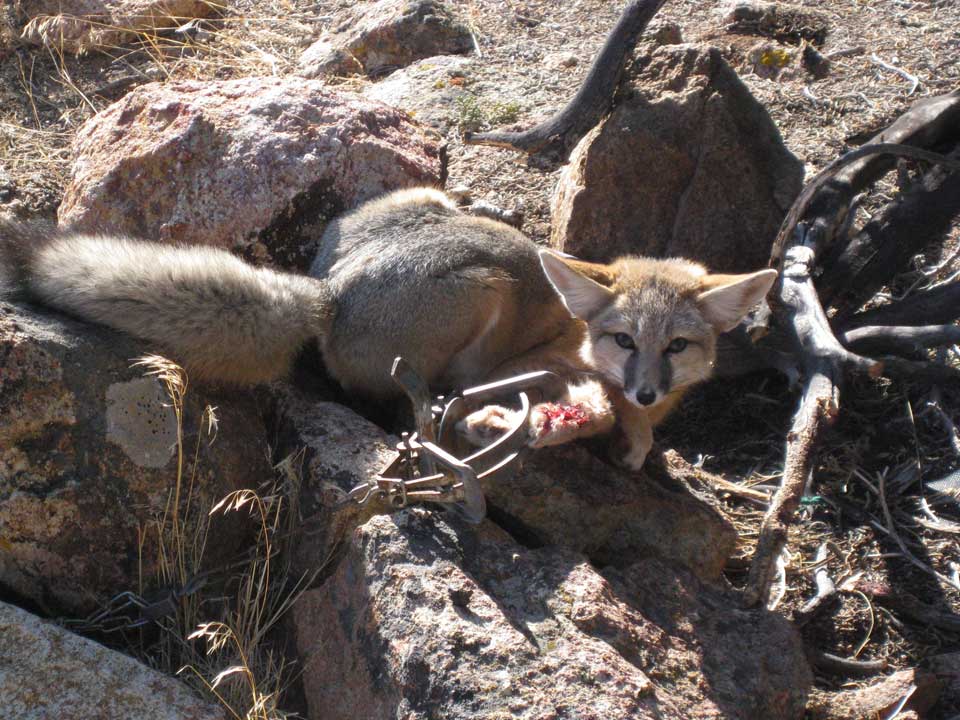 fox with massive injuries caught in steel-jaw leg-hold trap