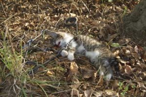 kitten killed by trap