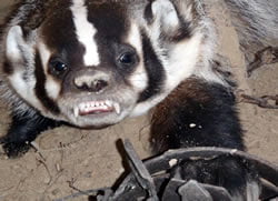 Badger caught in limb crushing steel jaw leg hold trap