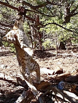 Trapped bobcat hanging from tree