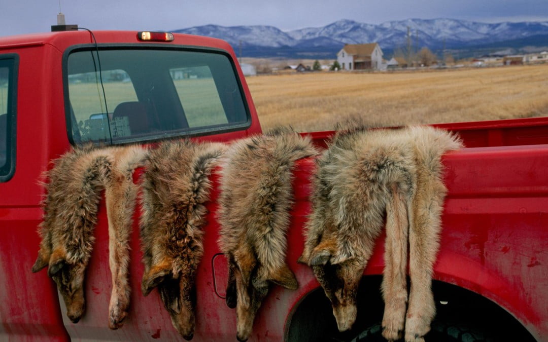 The Case for Mass Slaughter of Predators Just Got Weaker