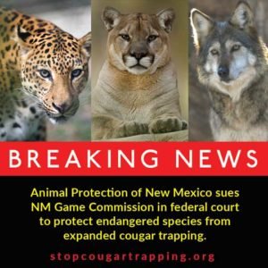 Judge: Challenge to cougar trapping may proceed