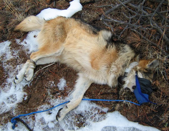 Endangered Mexican wolf trap victim amputee