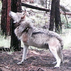 Endangered Mexican wolf trap victim