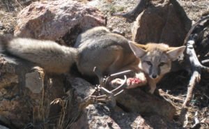 Swift fox caught and mutilated in trap