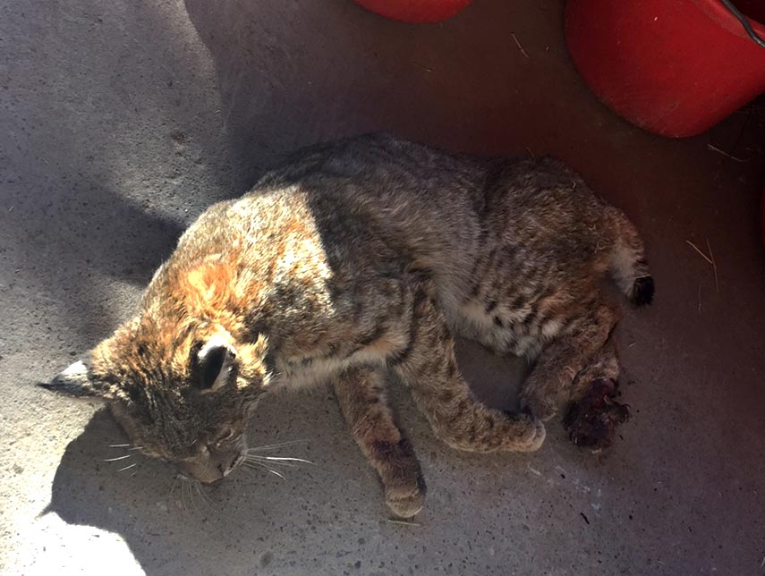 bobcat severely injured by trap