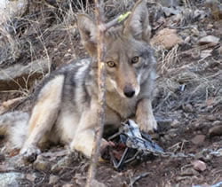 Coyote caught in trap in New Mexico