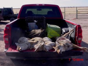 Dead coyotes in pickup truck