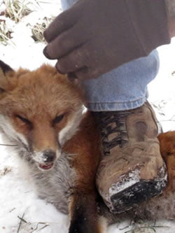 trapped fox crushed undefoot