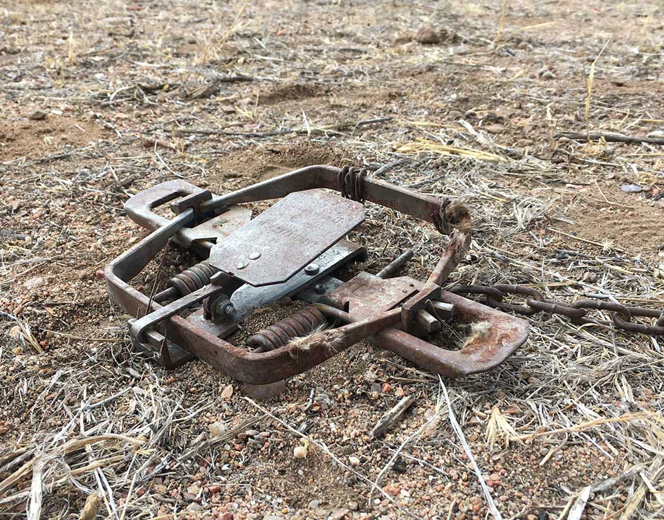 Steel-jaw trap found on Rowe Mesa, New Mexico