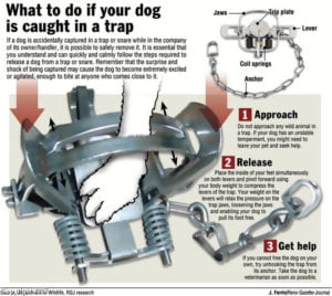 what to do if your dog is caught in a trap