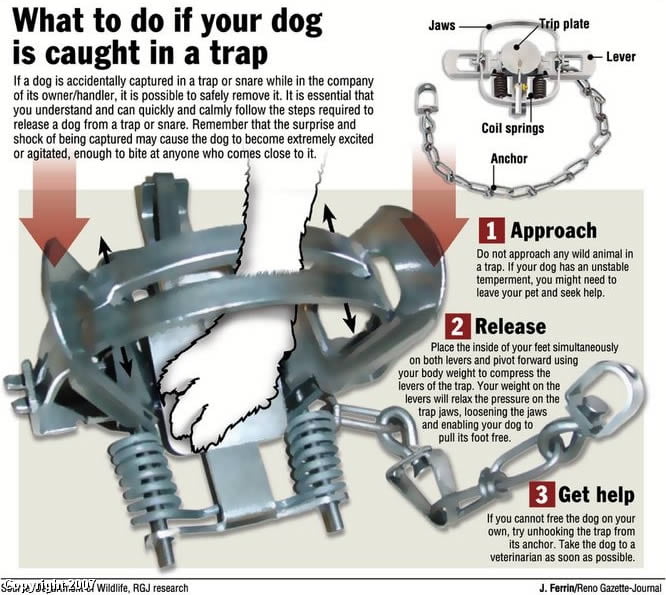 How to free your pet dog if it gets caught in a trap 