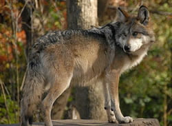 endangered wolf