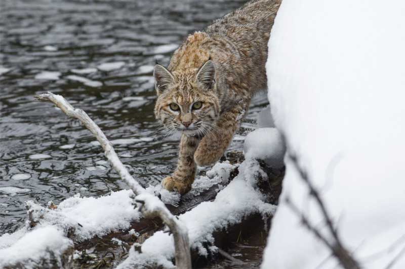 bobcat-by-winter-stream