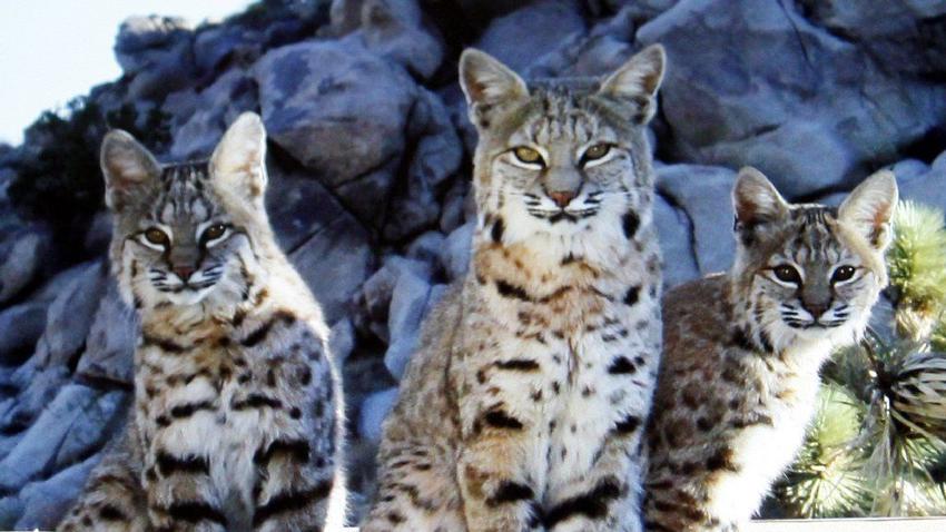 Lawsuit aims to end commercial fur trapping in California