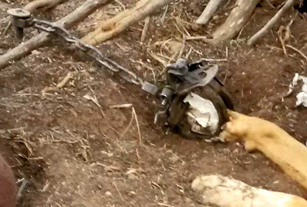 Another Dog Caught in a Trap in the Jemez