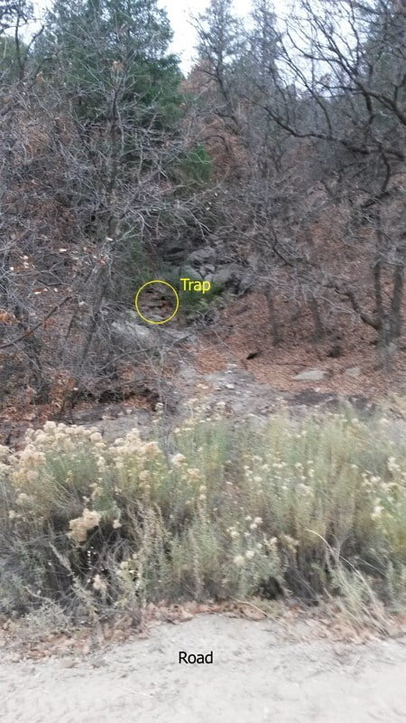 Another Dog Caught in a Trap in the Jemez 3