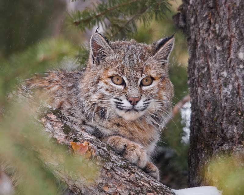 bobcat