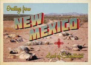 Coyote killing contests in New Mexico