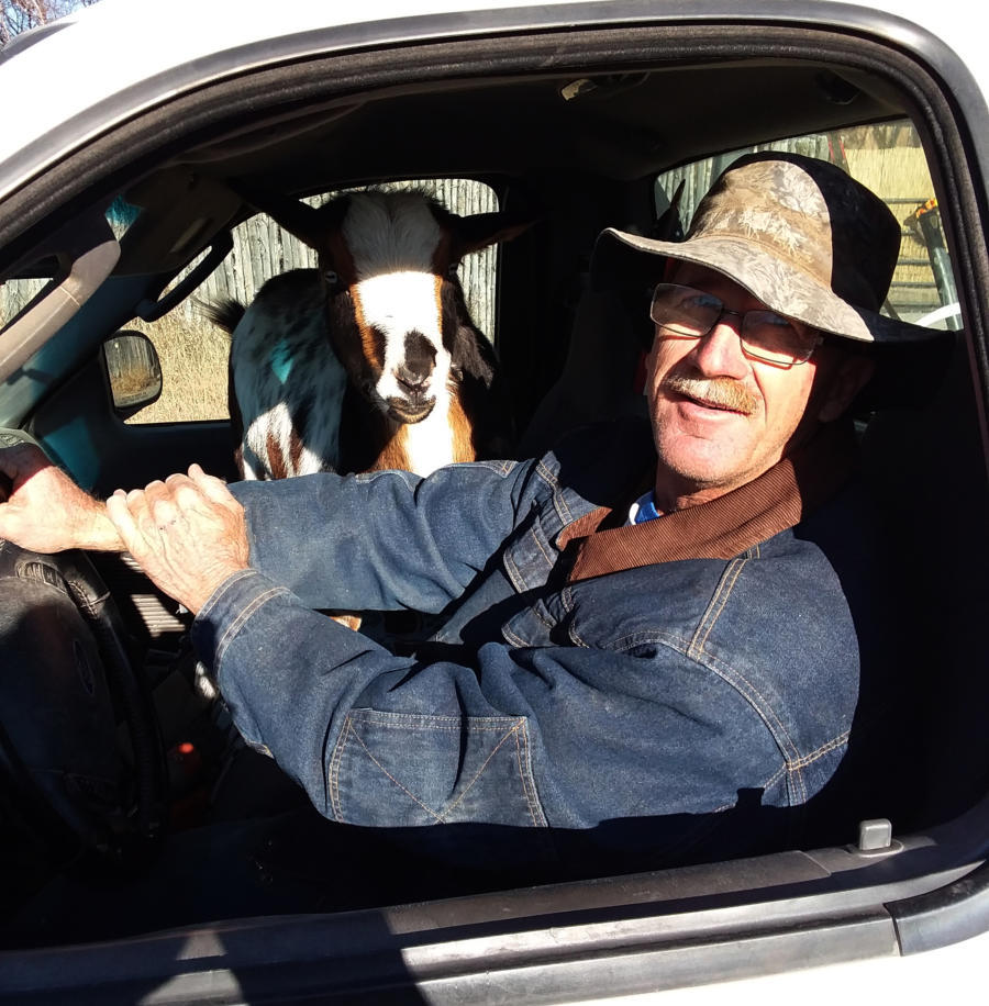 Gary Miles of Placitas Animal Rescue shares the cab of his truck with a goat he found wandering near a highway. Miles initiated a Game and Fish Department investigation recently when he released a fox from a trap near Placitas. The goat, by the way, was returned to its owners.