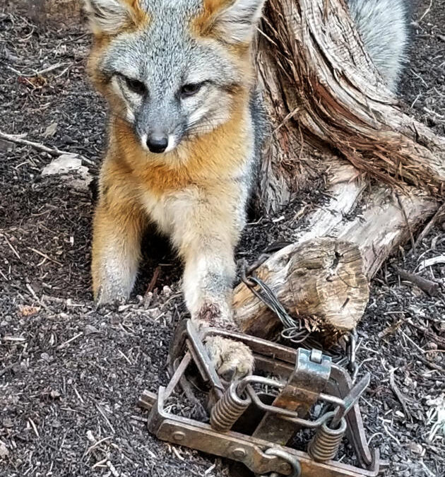 Man who freed fox from trap is in hot water