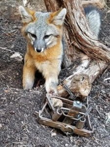 Fox in leg trap near placitas