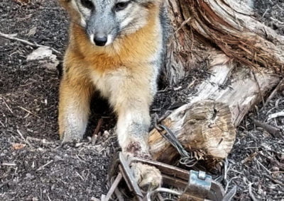 Fox in leg trap near placitas